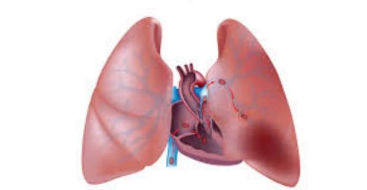 akciğer karaciğer görmek