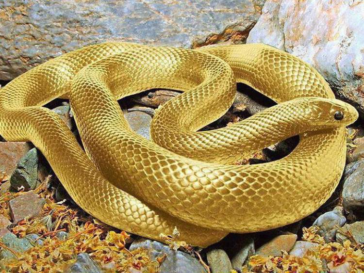 altın rengi yılan görmek