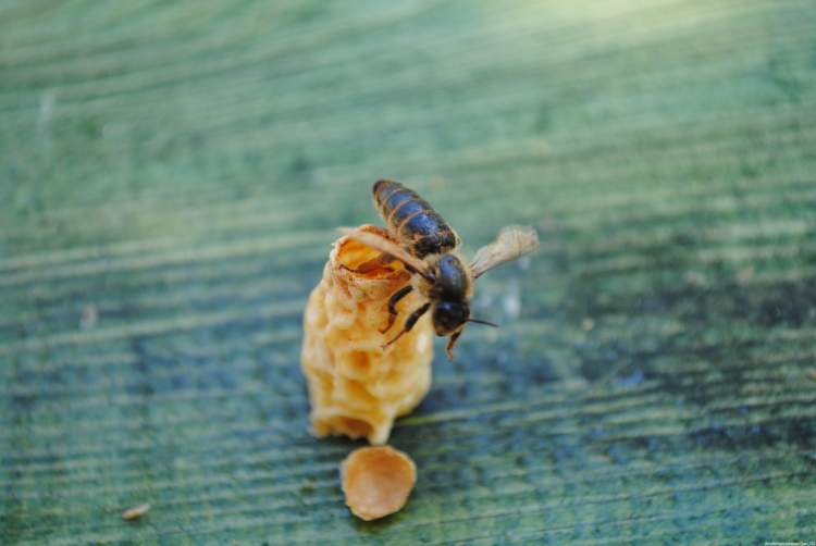 ana arı görmek