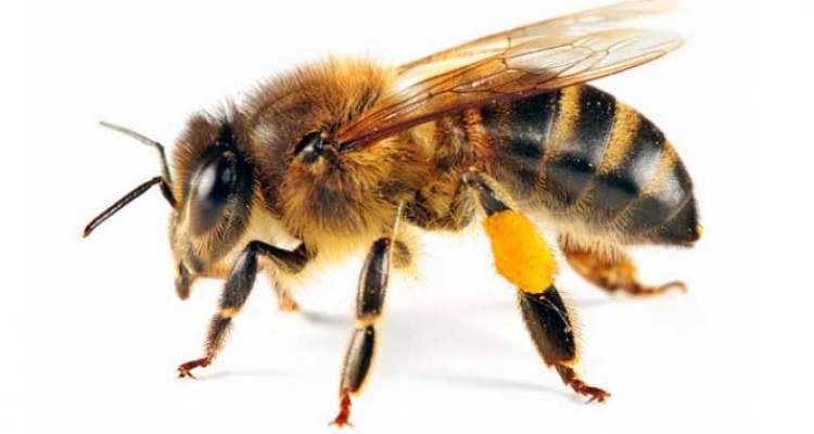 arı saldırısına uğramak