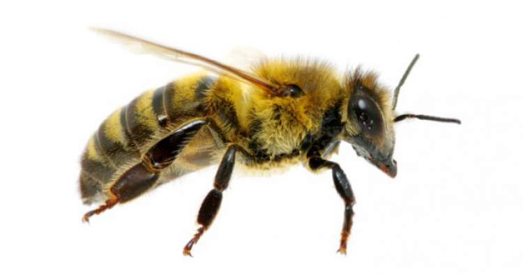 arı sokmak