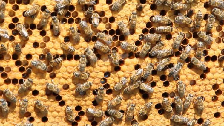 arı sürüsü görmek