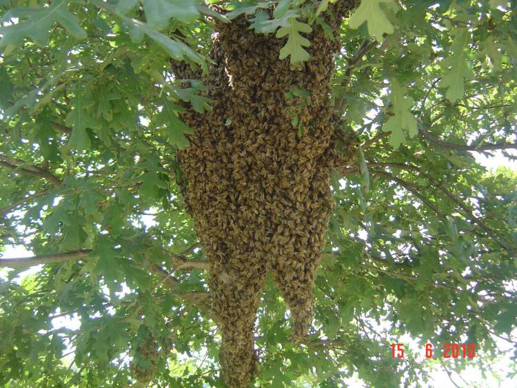 arı topluluğu görmek