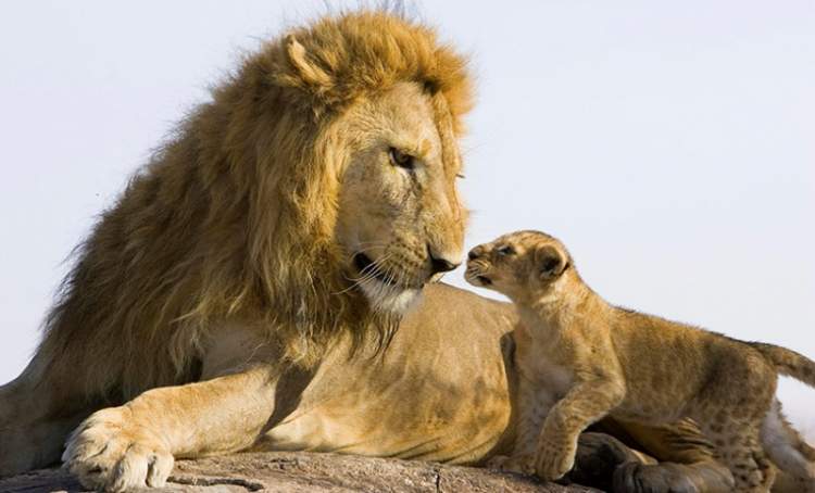 aslan ve yavrularını görmek