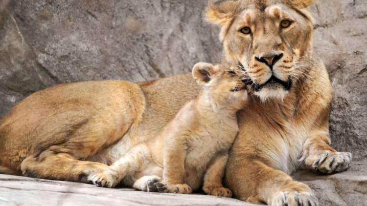 aslan ve yavrusunu görmek