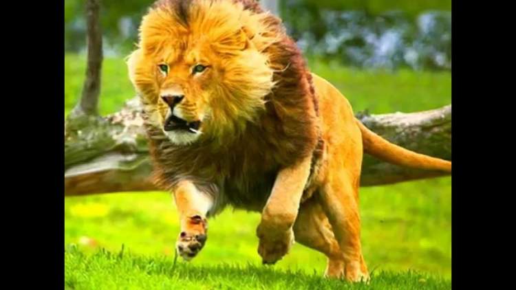 aslanın kovalaması