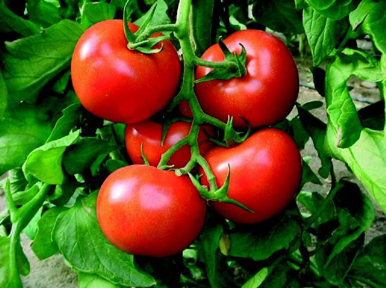 bahçeden domates toplamak