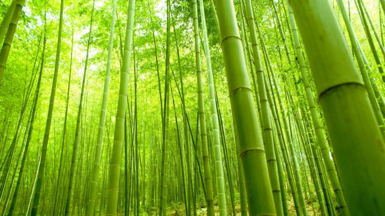 bambu görmek
