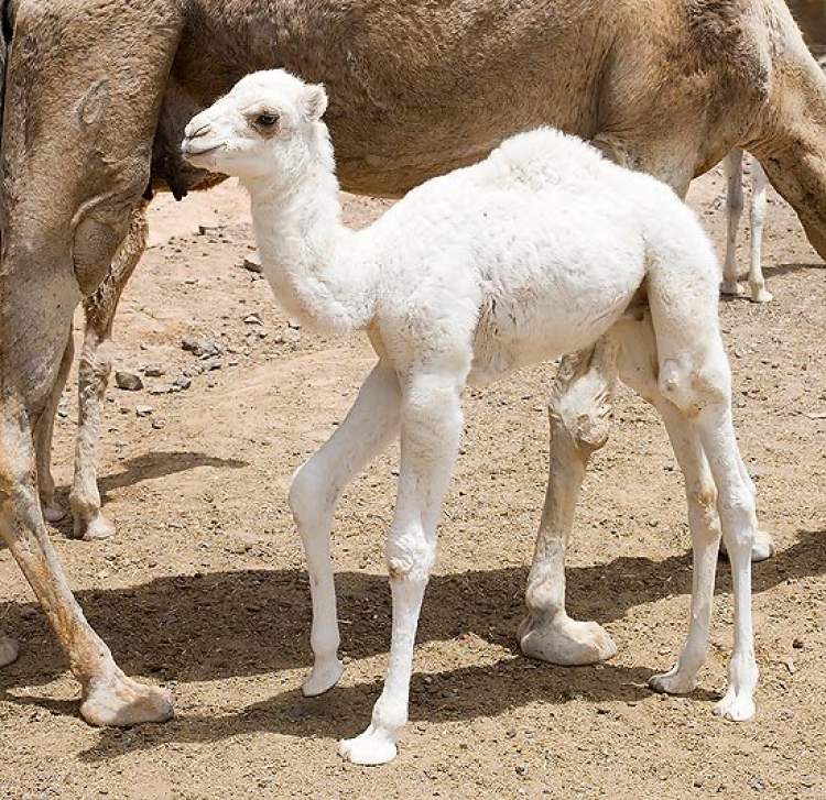beyaz deve yavrusu görmek