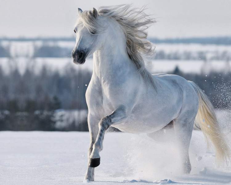 Rüyada Beyaz Kanatlı At Görmek