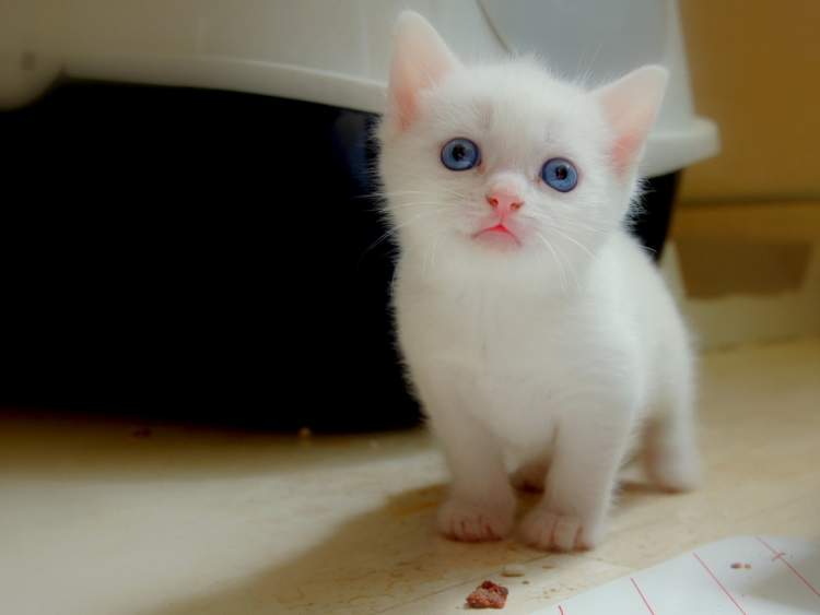 beyaz kedi yavrusu görmek
