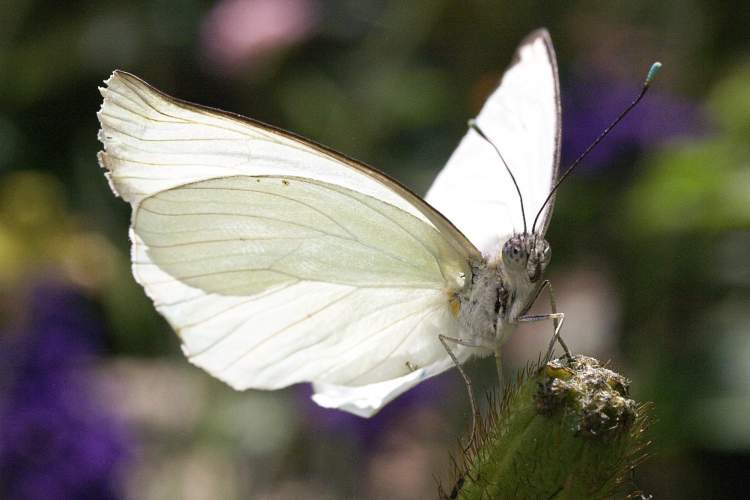 beyaz kelebek görmek