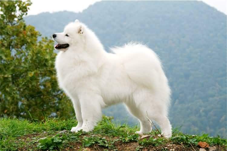 beyaz renkli köpek görmek