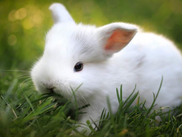 beyaz tavşan sevmek