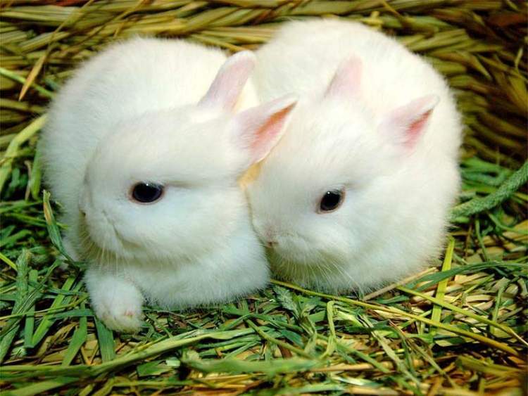 beyaz tavşan yavrusu görmek