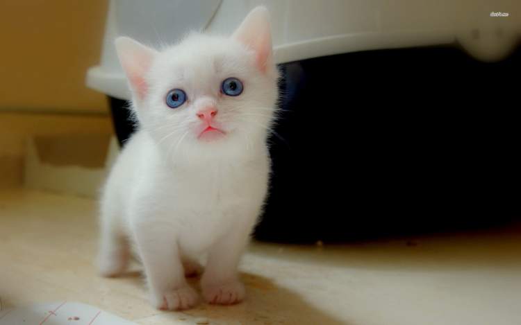 Ruyada Beyaz Yavru Kedi Gormek Ruyandagor Com