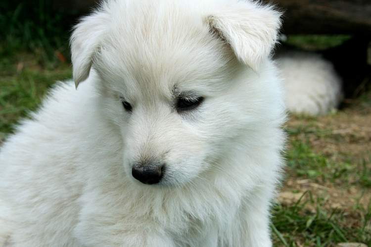 beyaz yavru köpek görmek