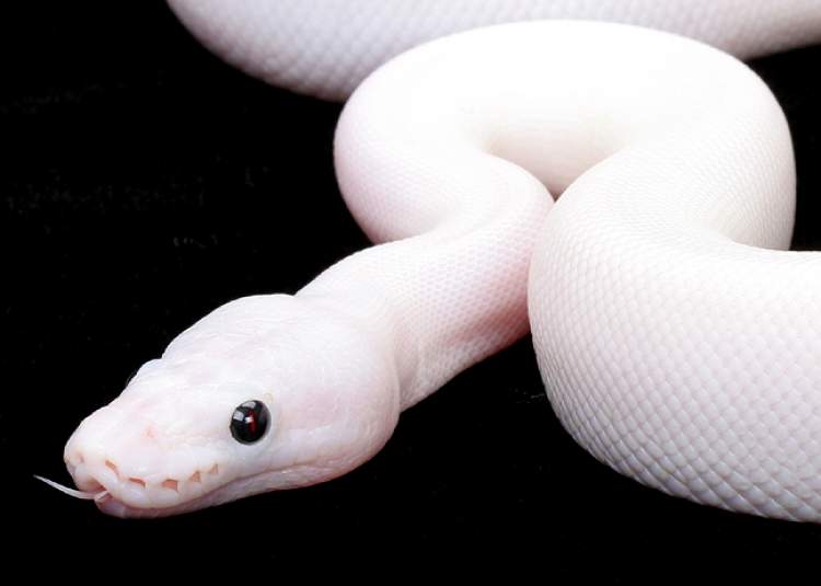 beyaz yılan sokması