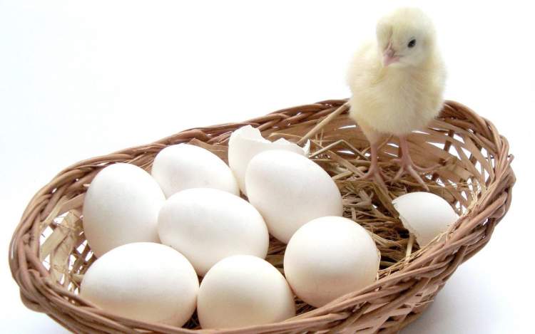 Rüyada Beyaz Yumurta Toplamak