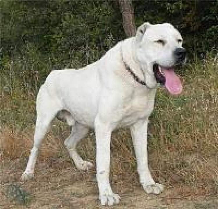 büyük beyaz köpek görmek