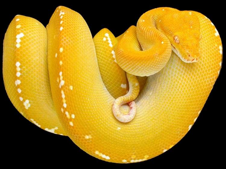 büyük sarı yılan görmek
