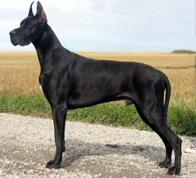Rüyada Büyük Siyah Köpek Görmek - ruyandagor.com