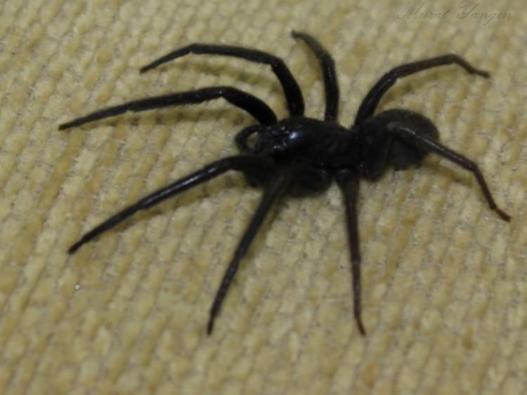 Rüyada Büyük Siyah Örümcek Görmek - ruyandagor.com