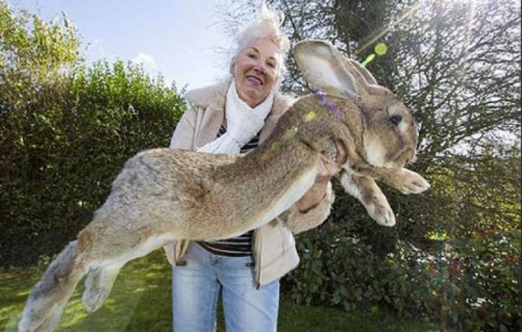 büyük tavşan görmek