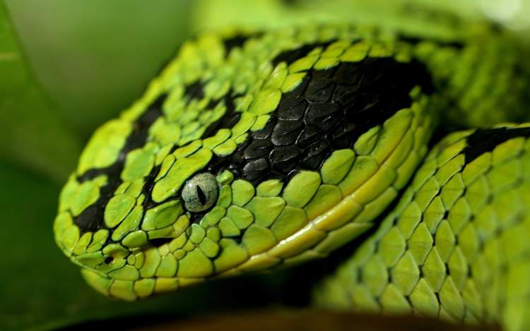 büyük yeşil yılan görmek