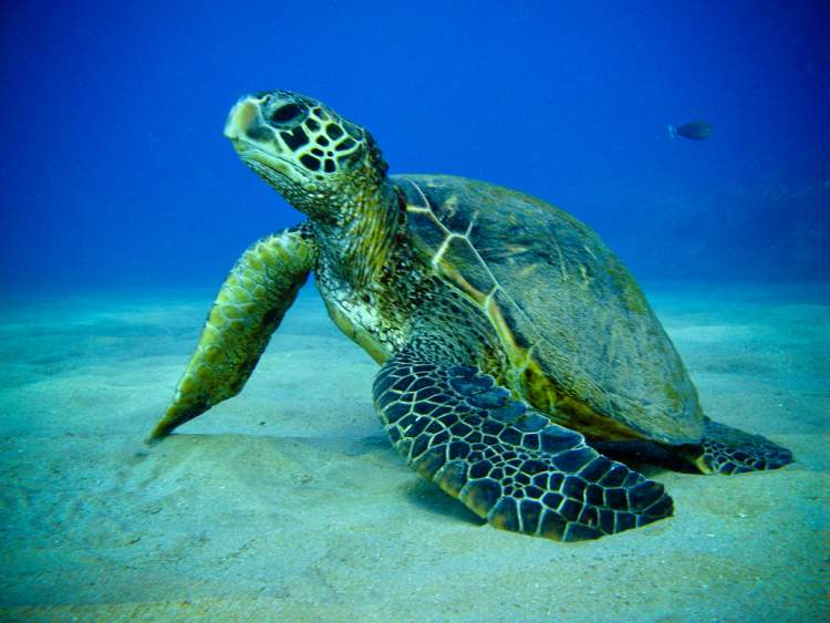 deniz kaplumbağası görmek