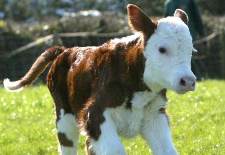 doğum yapan inek görmek