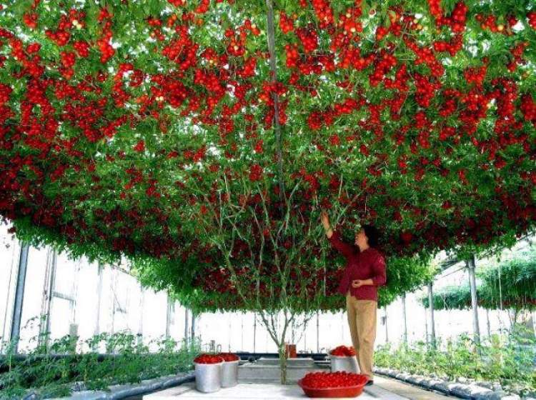 domates ağacı görmek
