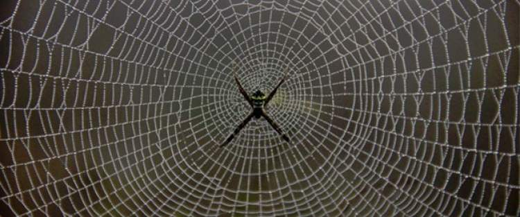 duvardan örümcek ağı temizlemek