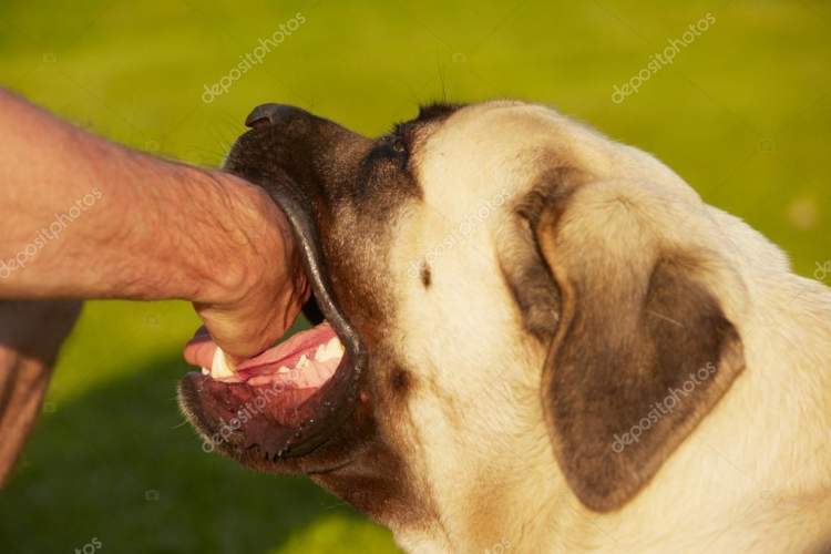 elini köpek ısırması