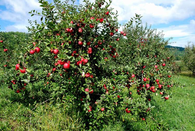 elma ağacından elma toplamak