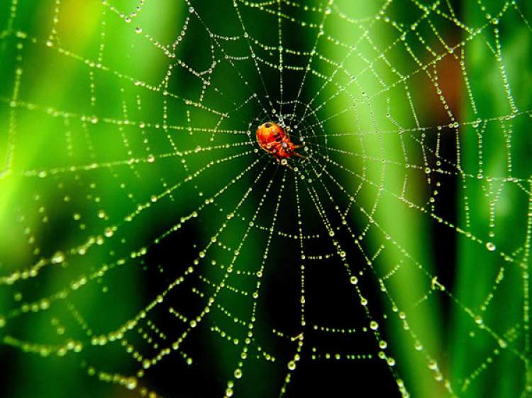 evde örümcek ağı temizlemek
