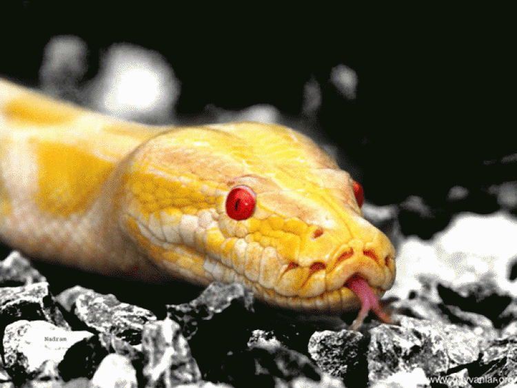 evde sarı yılan görmek