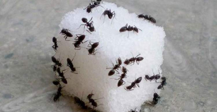 Rüyada Evin İçinde Karınca Görmek