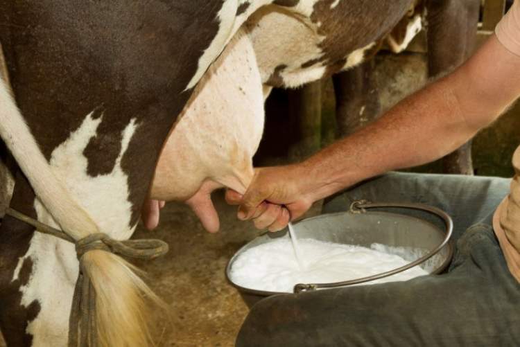 inek sütü sağmak