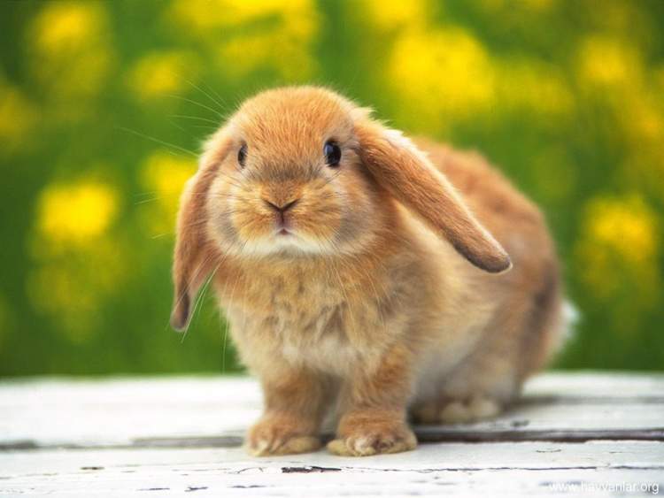 kahverengi tavşan görmek