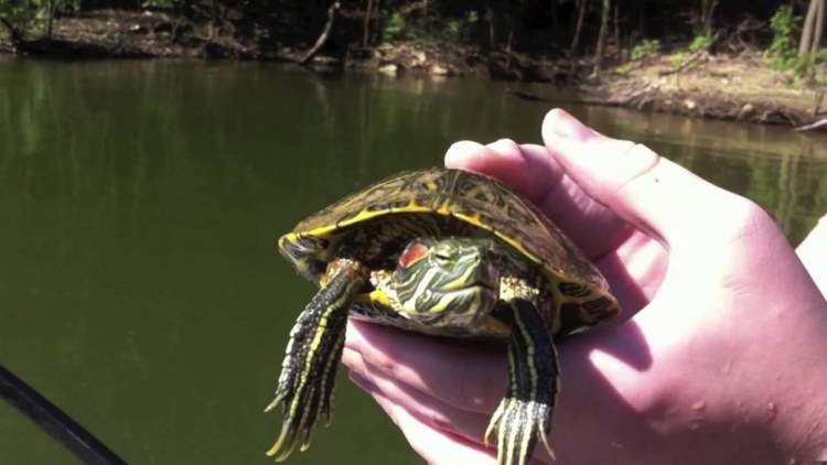 kaplumbağa yakalamak