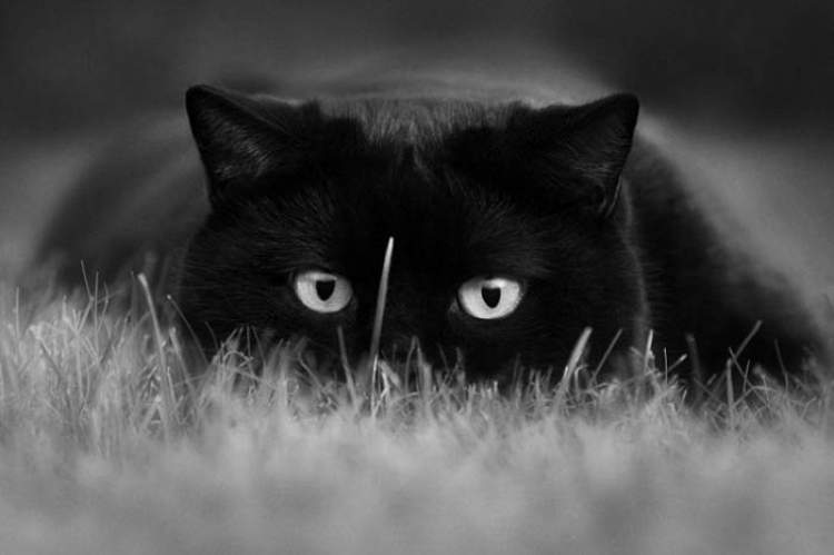 kara kedi öldürmek
