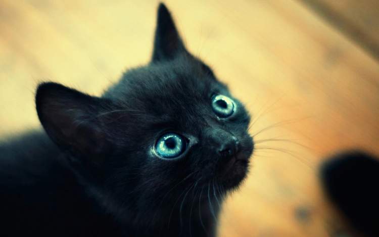 kara kedinin saldırdığını görmek