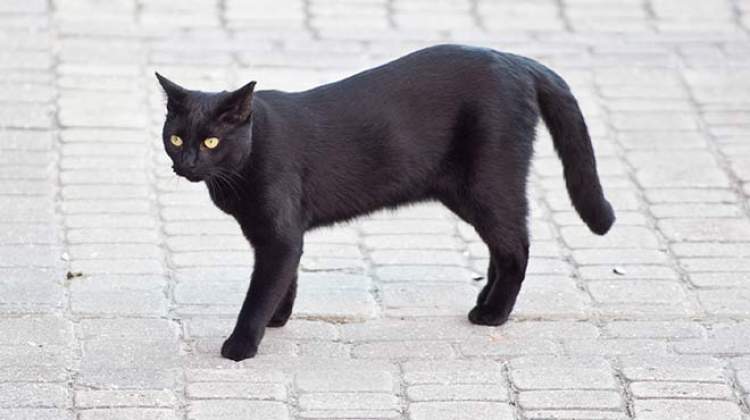 kara kedinin üstüne atladığını görmek