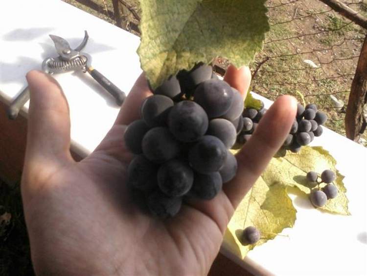 kara üzüm toplamak