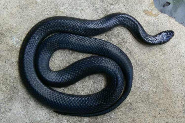 kara yılan görmek