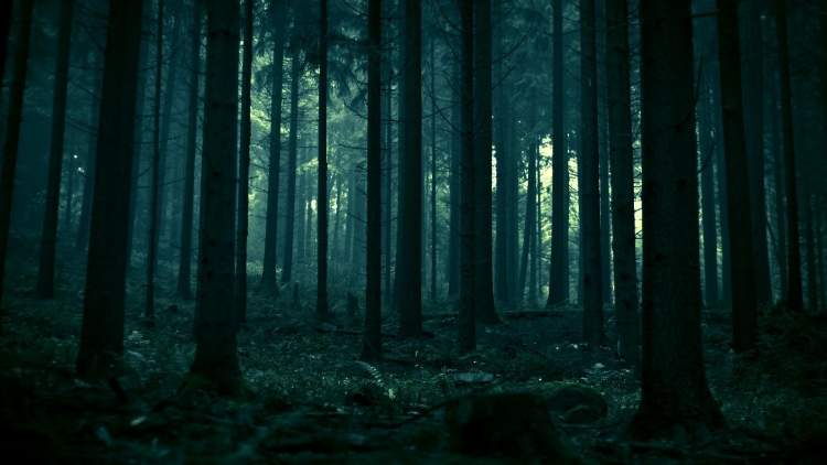 karanlık orman görmek