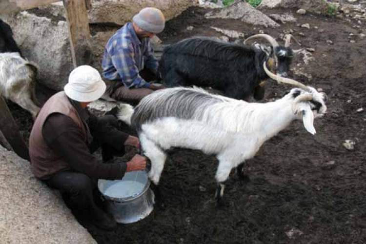 keçi sütü sağmak