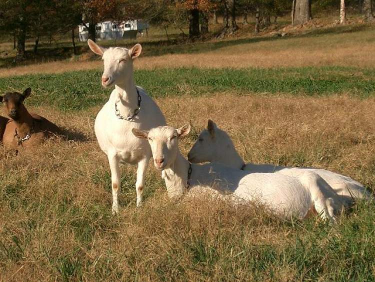 keçiden süt sağmak