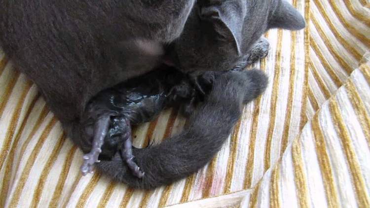 kedi doğurması